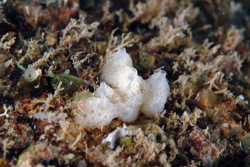 spugna calcarea del genere Clathrina